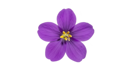 Single purple flower with five petals and yellow center isolated on transparent background