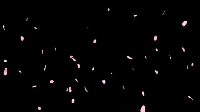 Delicate soft pink cherry blossom petals falling and drifting with the wind on transparent background