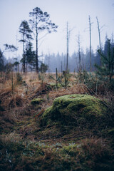Moody forest landscape with moss-covered rock and young pine trees on an overcast day. Atmospheric nature scene conveying wilderness, calmness, natural textures, and a quiet outdoor environment.