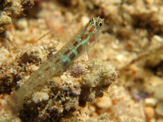 Spotted pygmy goby (Eviota guttata)