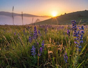 Radiant sunrise illuminating a misty valley and purple wildflowers. This serene landscape captures the essence of new beginnings and natural peace, perfect for any wellness media.