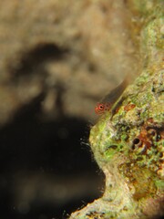 Pygme goby, Bloodspot dwarfgoby. (Trimma flavicaudatus)
