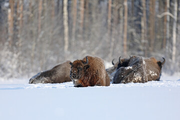 Żubr (Bos bonasus), wisent