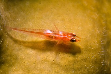 Michel's host goby (Pleurosicya micheli)