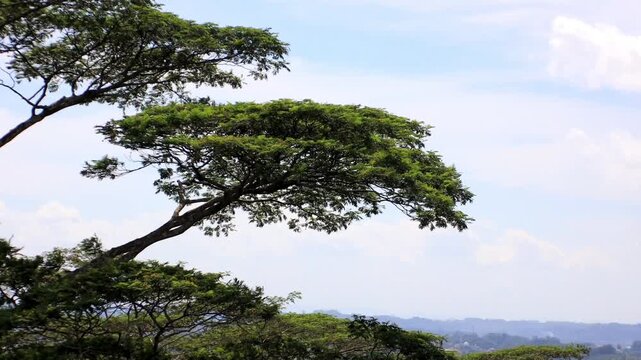 Rain Tree Branch With Green Foliage Against Bright Overcast Sky