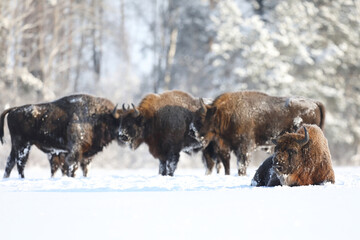 Żubr (Bos bonasus), wisent © Bartosz Rakoczy