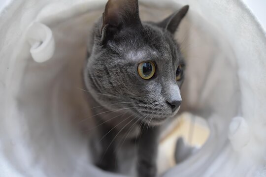gato en primer plano saliendo de un tubo blanco