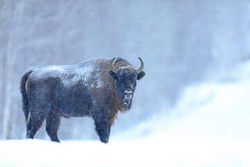 Żubr (Bos bonasus), wisent © Bartosz Rakoczy