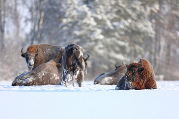 Żubr (Bos bonasus), wisent © Bartosz Rakoczy