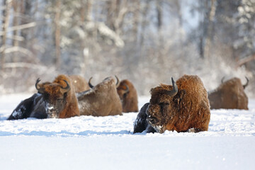 Żubr (Bos bonasus), wisent © Bartosz Rakoczy