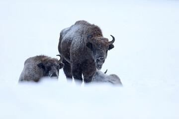 Żubr (Bos bonasus), wisent © Bartosz Rakoczy