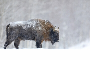 Żubr (Bos bonasus), wisent © Bartosz Rakoczy