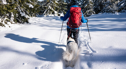 Winter hiking with dog in snowy forest