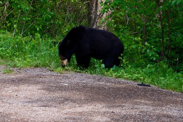a black bear hunts for food at the edge of a road
