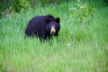 a black bear in the grass