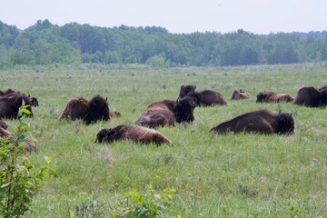 a herd of bison laying in a field