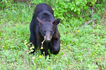 a black bear eating dandylions