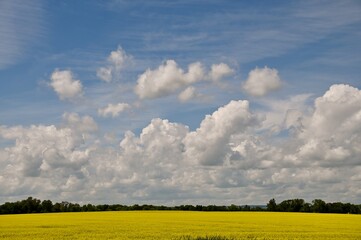 a canola field ready to harvest