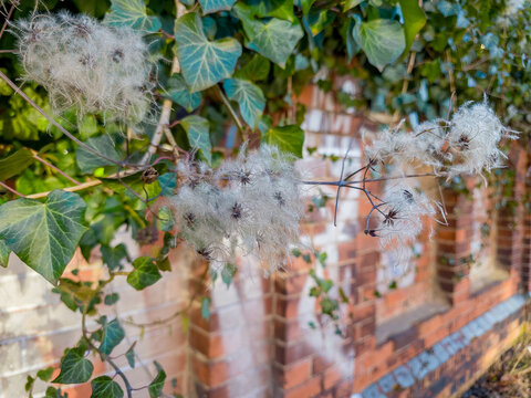 Close-up of clematis seed heads (Old Man's Beard) with a distinctive fluffy texture intertwined with evergreen ivy. The plants hang gracefully against a historical red brick fence. Soft daylight highl