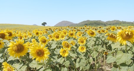 Vibrant sunflower field blooming under a clear blue sky, extending towards distant mountains,...
