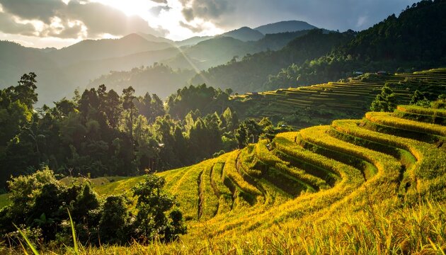 Sawah bertingkat keemasan saat matahari terbit di pegunungan.