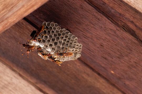 Wasp Nest Colony with Multiple Wasps in Natural Environment &ndash; Social Insects Behavior Close Up