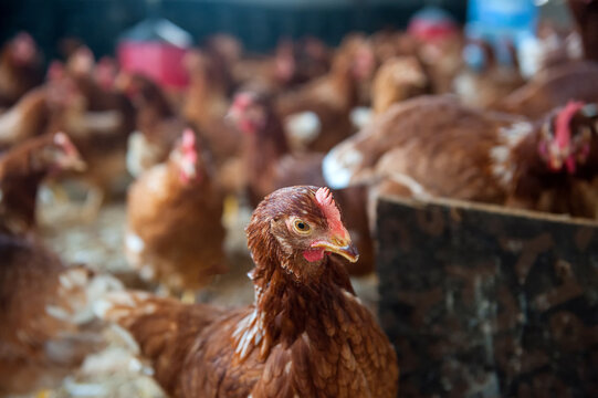Free Range Chickens on a Rural Farm in Turkey