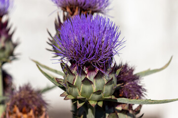 Artichoke Flower Blooming in Nature