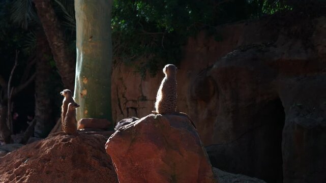 Meerkats Standing Guard on Rocks in Zoo, Group of meerkats standing upright on rocks in zoo habitat, watching surroundings under warm sunlight with trees and natural background.