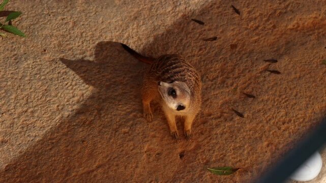 Curious meerkat standing on sandy ground in warm light, Close-up wildlife video of a curious meerkat standing on sandy ground, looking around in warm sunset light, capturing natural animal behavior.