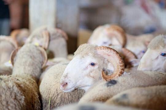 Kurban Bayramı Sheep Flock Close-Up in Turkish Farm Barn