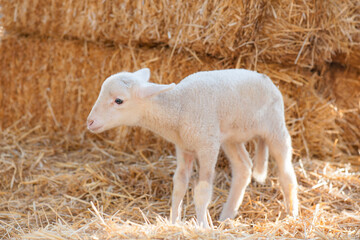 Obraz premium Cute Newborn Lamb Standing on Straw Bedding in Turkish Farm