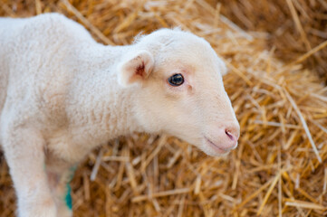 Naklejka premium Adorable Newborn Lamb Standing on Straw in Turkish Farm Yard