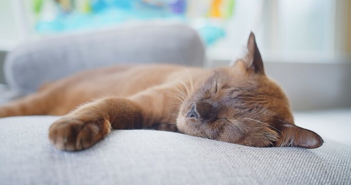 A beautiful brown Tonkinese cat peacefully napping on a soft grey sofa in a cozy living room, bathed in gentle light, symbolizing ultimate relaxation, comfort, and serene domestic life.