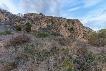 A detailed, textural view of a rugged, tawny limestone cliff face rising above layers of thorny, drought-resistant Mediterranean scrub, symbolizing natural permanence and resilience in an arid environ