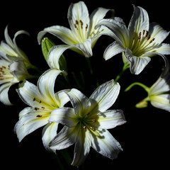 Dramatic studio close-up of a bouquet of white lilies isolated on a black background.