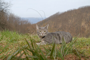 gray cat in the grass