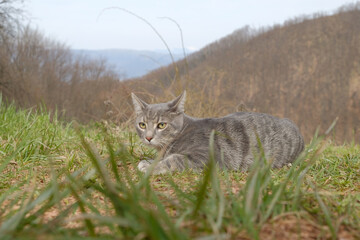gray cat in the grass