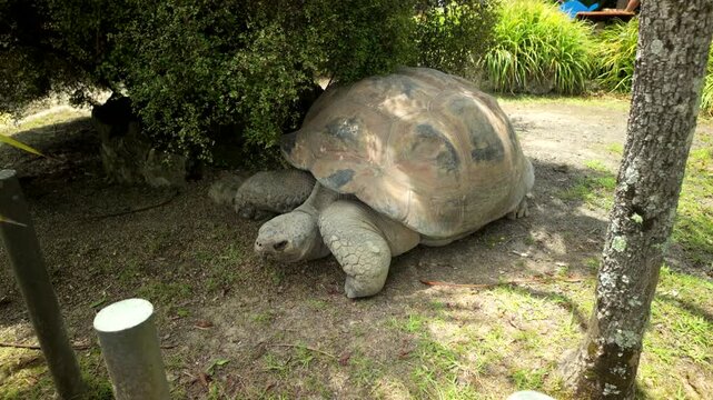 Giant Tortoise Resting In Shade On Sunny Day