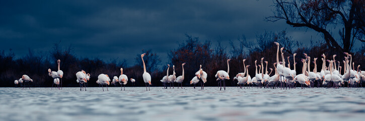 Camargue, France: large group of flamingos gathered in shallow wetlands under stormy sky. Conceptual image symbolizing threatened biodiversity and environmental crisis