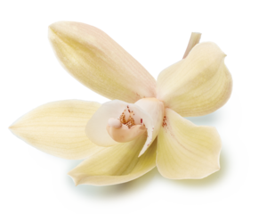 Yellow phalaenopsis flower or moth orchid flower on white background. Cut out PNG file.