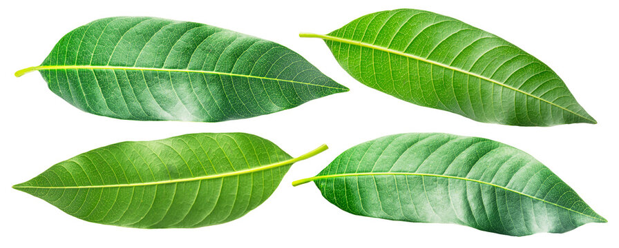 Fresh green mango leaves are isolated on a white background. These vibrant, natural leaves from the Mangifera indica tree are often used in traditional medicine and for healthy purposes.