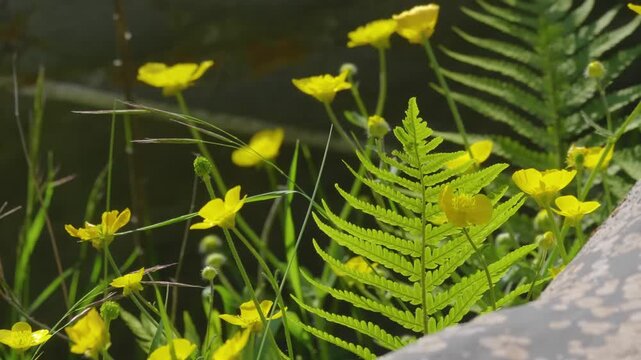 footage capturing the stunning natural beauty of the Sulak Canyon in Dagestan, Russia. The video showcases the vibrant turquoise waters of the Sulak River winding through dramatic, sheer cliffs and lu