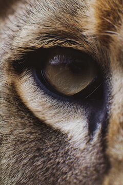 Macro detalle del ojo de le&oacute;n con pelaje, fauna salvaje, visi&oacute;n profunda y determinaci&oacute;n animal