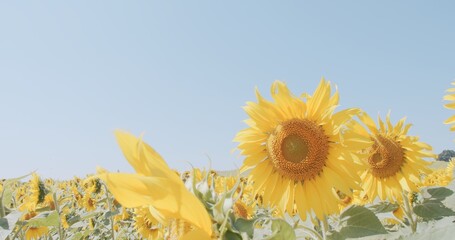 Golden sunflowers gracefully swaying in a vast field under a clear blue sky, symbolizing natural...
