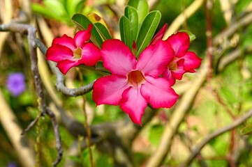  Bl&uuml;ten einerW&uuml;stenrose (Adenium obesum)
