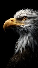 Fototapeta premium Majestic Close-Up Portrait of a Golden Eagle Against Black Background
