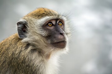 Obraz premium Vervet monkey looking up with curious expression