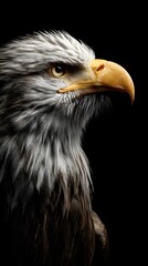 Obraz premium Majestic Close-Up Portrait of a Golden Eagle Against Black Background
