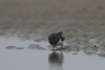 ruddy turnstone